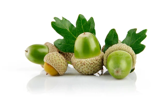 Zelený žalud ovoce s listy — Stock fotografie