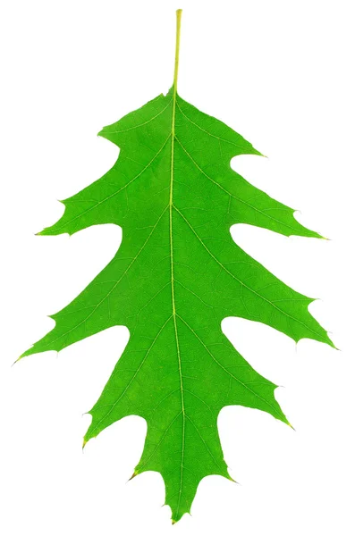 Один зеленый дубовый лист является текстура растений — стоковое фото