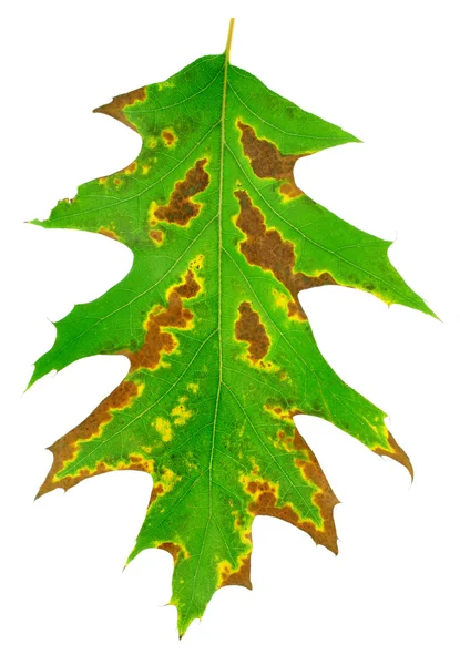 1 つの緑のオークの葉は植物のテクスチャ — ストック写真