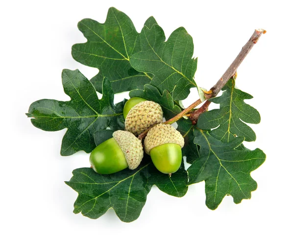 Πράσινο βελανίδι φρούτα με φύλλα — Φωτογραφία Αρχείου