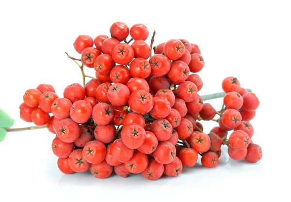 Cluster of wild ash is medical fruit isolated — Stock Photo, Image