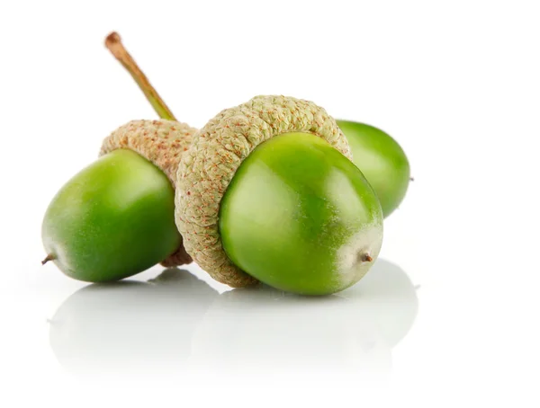 Three green acorn fruits isolated — Fotografie, imagine de stoc