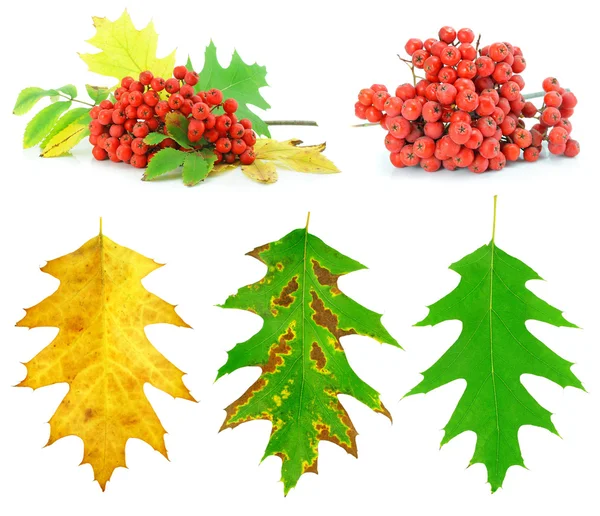 Set of autumn leaf and wild ash berries — Stock Photo, Image