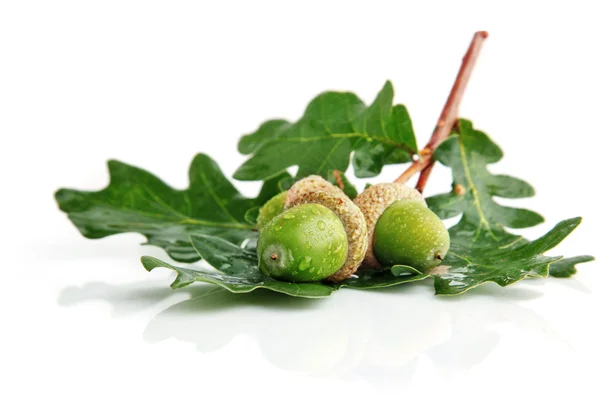Três frutas de bolota verde com folhas — Fotografia de Stock