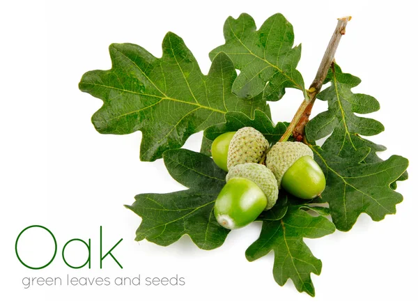 Frutti di ghianda verde con foglie — Foto Stock