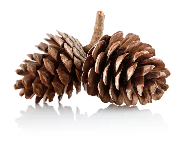 stock image Two pinecones on branch