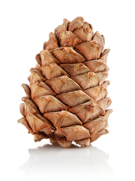 Single cedar cone — Stock Photo, Image