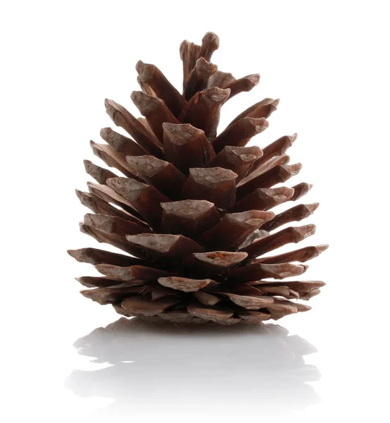 Pine fir-tree cone isolated on white — Stock Photo, Image