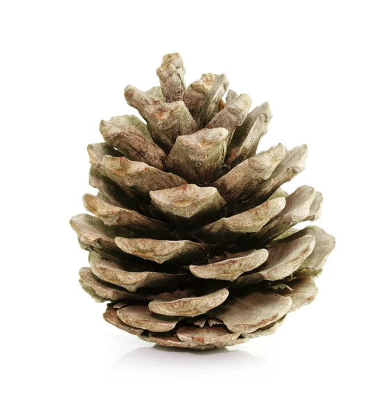 Pine fir-tree cone isolated on white — Stock Photo, Image