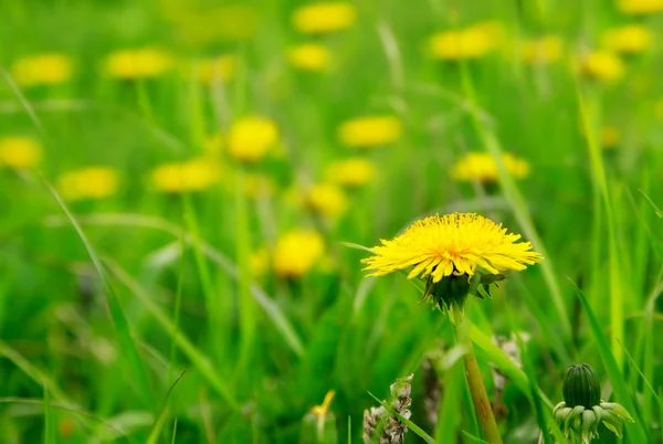 stock image Yellow flowers on the green grass