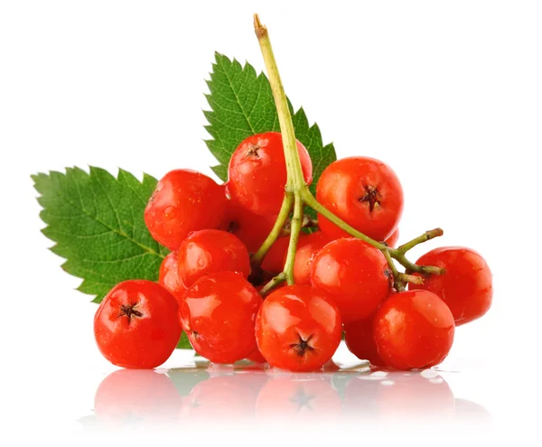 Ashberry σύμπλεγμα με κόκκινο μούρο και πράσινο φύλλο — Φωτογραφία Αρχείου