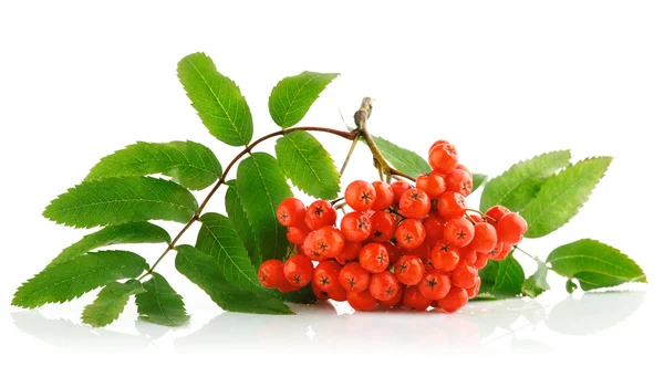 Ashberry cluster com bagas vermelhas e folhas verdes — Fotografia de Stock