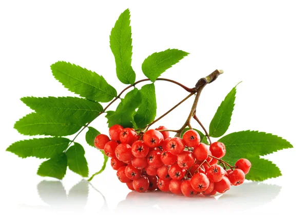 Ashberry cluster avec les fruits rouges et feuilles vertes — Photo