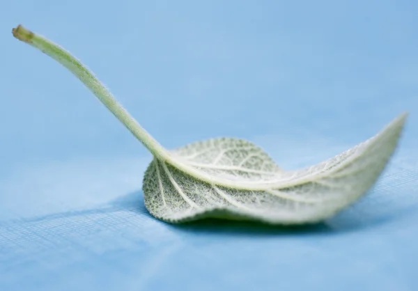 stock image Culinarie leaf