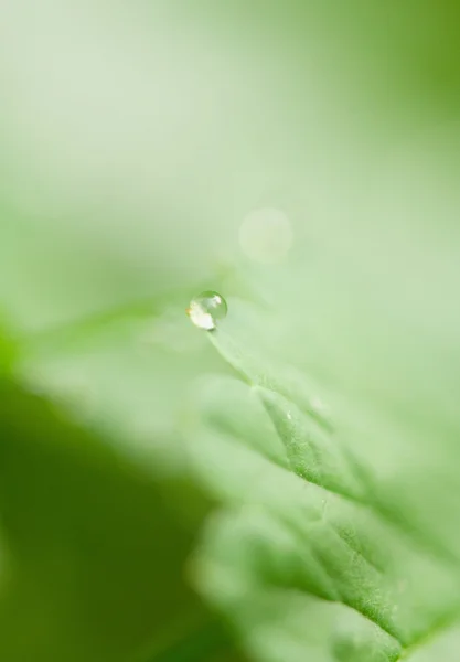 물방울이 달린 잎 스톡 사진