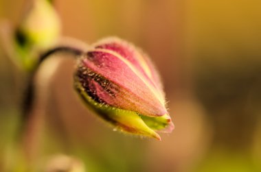 Tulips buds clipart