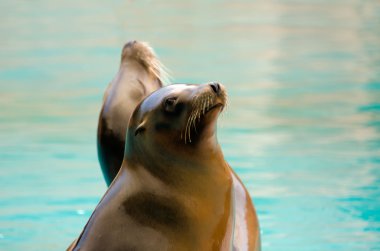 Sea lions clipart