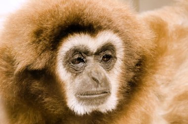 Gibbon clipart