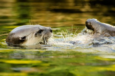 Otter in the water clipart