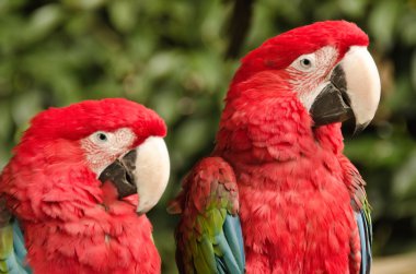 A couple of beautiful macaws clipart