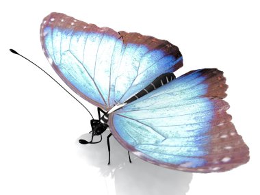 The butterfly clipart