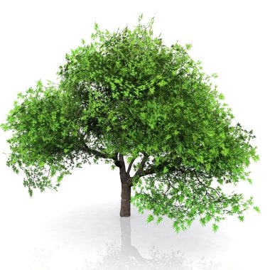 Yeşil ağaç