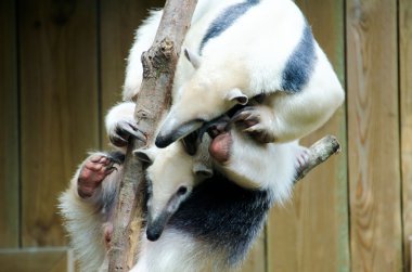 Tamandua anteaters clipart
