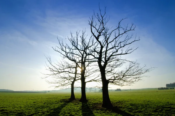 Ölü bir ağaç — Stok fotoğraf