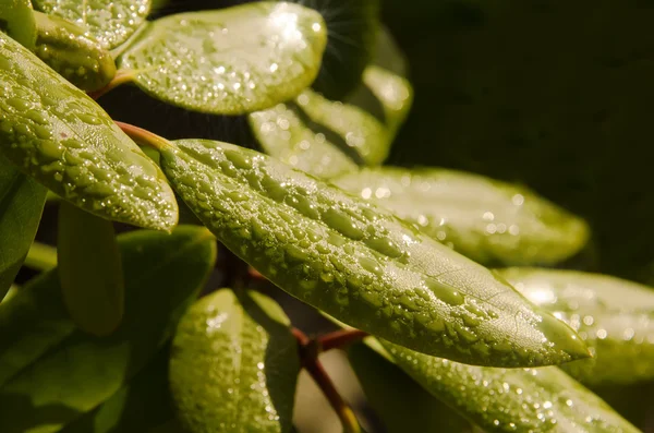녹색 잎 과 이슬 — 스톡 사진