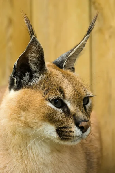 Profile of a caracal — Stock Photo, Image