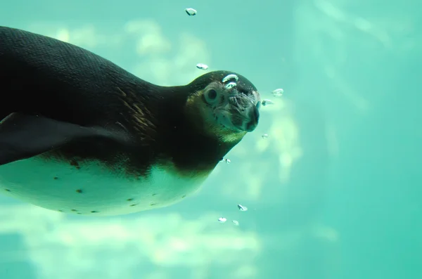 Sea lion underwater — Stock Photo, Image