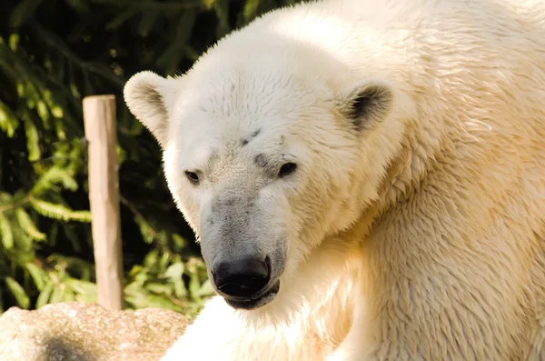 Polar bear — Stock Photo, Image