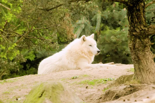 Arctic white wolf — Stock Photo, Image