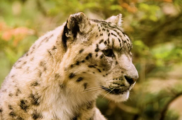 Snow leopard — Stock Photo, Image
