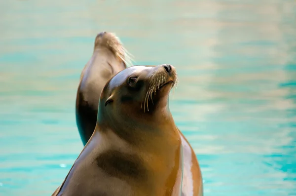 Sea lions — Stock Photo, Image