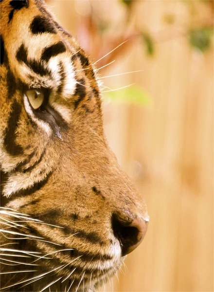 Tiger face — Stock Photo, Image