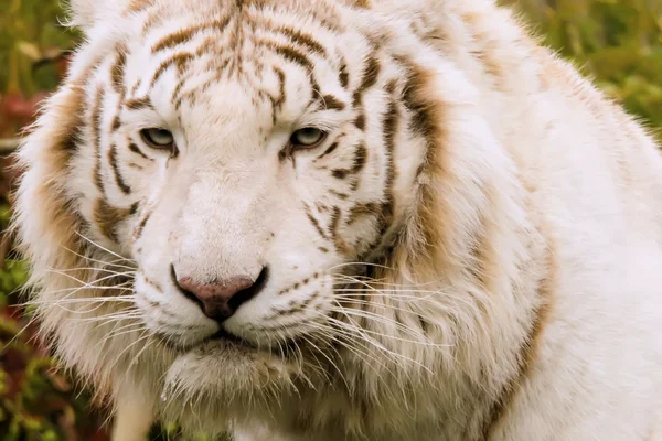 Красивый белый тигр — стоковое фото