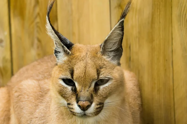 Profile of a caracal — Stock Photo, Image