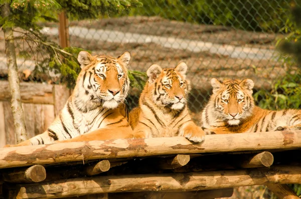 Beautiful tigers — Stock Photo, Image