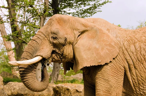 Duży słoń — Zdjęcie stockowe