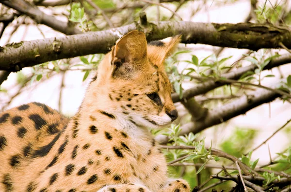 Hermoso serval — Foto de Stock