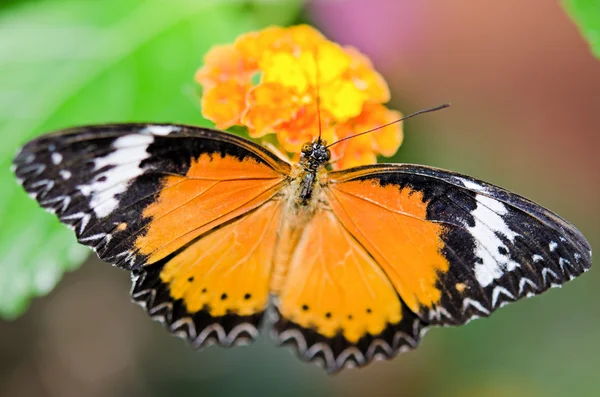 stock image The butterfly