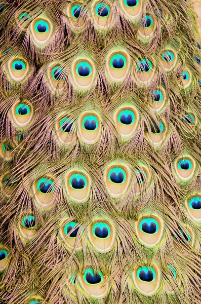 Pene de peacock — Fotografie, imagine de stoc