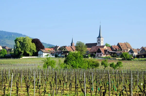 Los viñedos de Alsacia — Foto de Stock