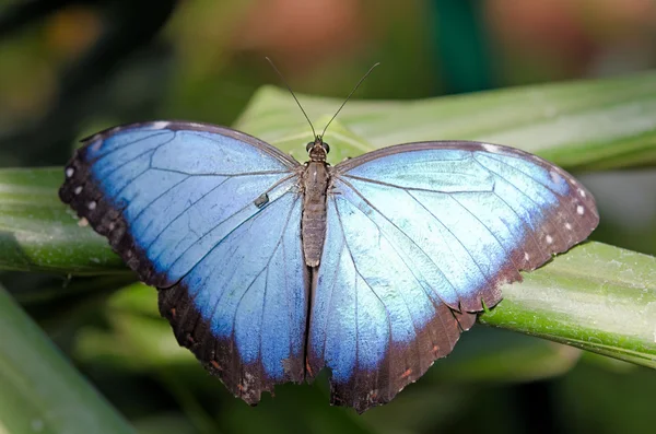 A borboleta — Fotografia de Stock