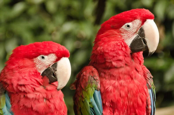 stock image A couple of beautiful macaws