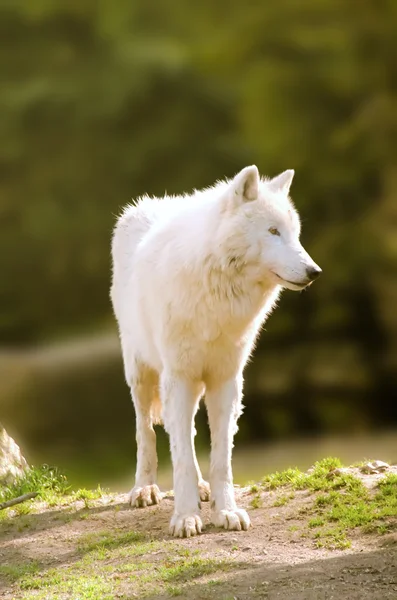 Арктический белый волк — стоковое фото