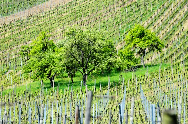 Los viñedos de Alsacia — Stockfoto