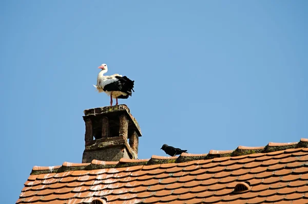 Bocian na dachu — Zdjęcie stockowe