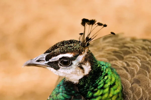 Porträtt av peacock — Stockfoto